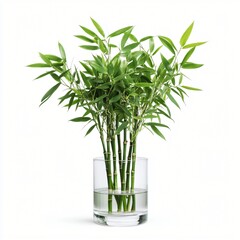 Obraz premium Lush Green Bamboo Shoots in a Clear Glass Vase a vibrant houseplant perfect for home decor and relaxation