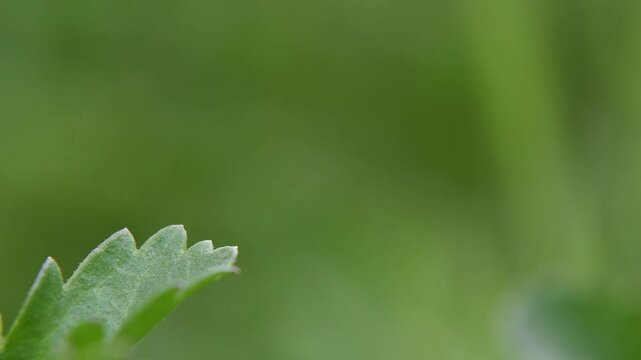 A marsh fly sitting on the leaf and then flying away