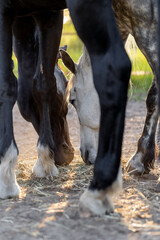 pretty horse living their best life in paddock paradise