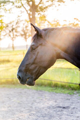 black horse during sunset golden hour pretty