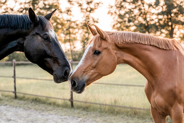 Two horses connection nose to nose