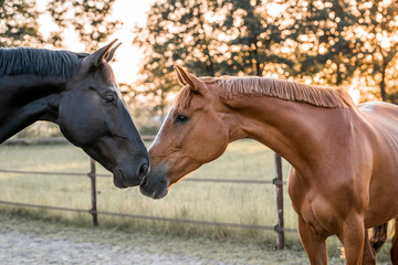 Two horses connection nose to nose