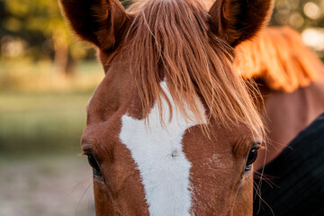 close up of a horse