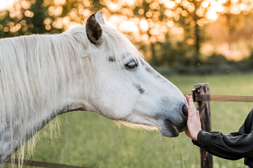 hand and horse human and pony connect and bond 