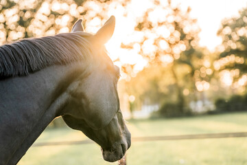 black horse during sunset golden hour pretty