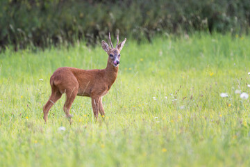 Rehbock stolziert &uuml;ber eine Blumenwiese und streckt die Zunge heraus