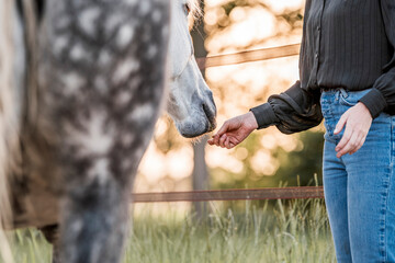 hand and horse human and pony connect and bond 