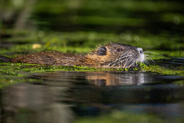 Nutria frisst Wasserlinsen in den Flussauen