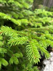 green pine needles