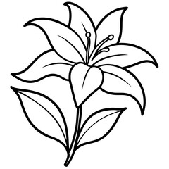 black and white lily flower victor illustration