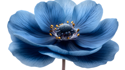 Navy blue flower close-up, high-definition, realistic look, isolated on white background