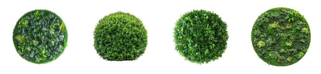 Four Green Plant Orbs Against Black Background, cut out transparent