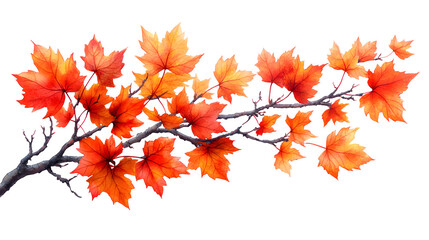 realistic maple tree branch with leaves, isolated on white background
