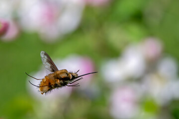 Wollschweber auf dem Weg zur nächsten Blüte eines Apfelbaumes