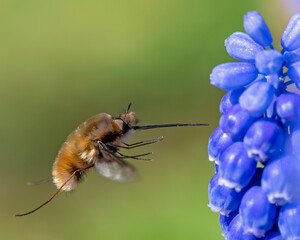 Wollschweber fliegt mit ausgestrecktem Rüssel zu einer Traubenhyazinthe