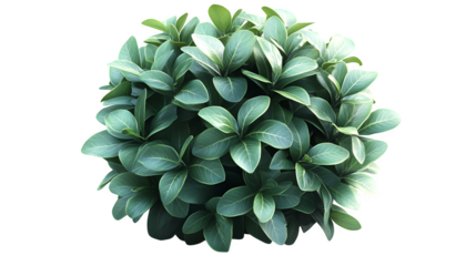 round green shrub with detailed leaves, isolated on white background