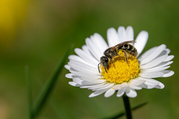 Honigbiene saugt Nektar aus einem Gänseblümchen © Frank