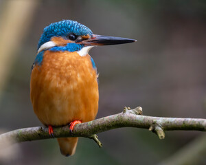 Ganzkörperportrait von einem Eisvogel