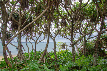 奄美大島の自然、アダンの林、海辺の植物。