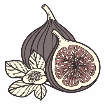 recommend clip art: A fig tree flower icon hidden inside the fruit. 