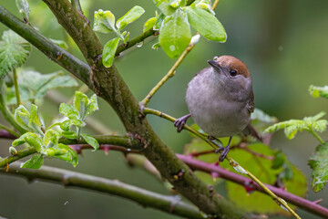 Mönchsgrasmücken Weibchen hat nach einem Regenschauer einen Regentropfen auf dem Schnabel