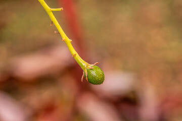 Persea americana pertenece a la familia de lauraceae.