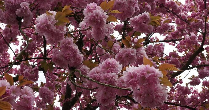 Prunus serrulata 'Kanzan' or 'Sekiyama'.  Popular Japanese cherry tree with majestic blooming double flowers tinted from light to dark pink contrasting with smooth bark its reddish brown twigs
