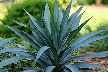 Obraz premium Close-up of a beautiful green plant with long, sharp leaves in a garden setting