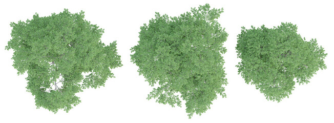 Top view of 3d render of fagus sylvatica tree on transparent background, png plant illustration.