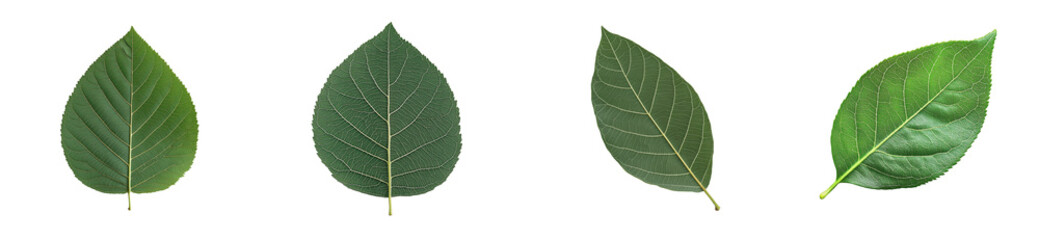 Obraz premium Collection of Fresh Green Leaves, botanical study, cut out transparent