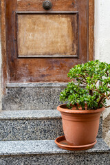 A lush green plant thrives in a terracotta pot, providing a stark contrast against the weathered...