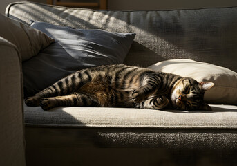 Relaxed Tabby Cat Stretching Out on a Soft Sofa