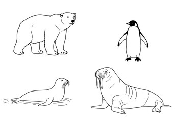 Arctic Animals Polar Bear, Penguin, Seal, and Walrus Line Art Illustrations