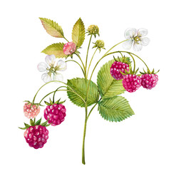 raspberry with flowers and green leaves watercolor hand drawn illustration. Fresh harvest of ripe berries on a branch isolated on a white background. Plant element for garden, food and beauty design