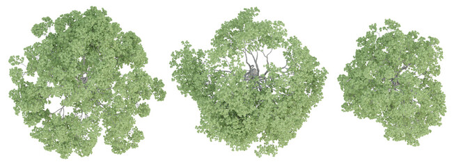 Top view of 3d quercus robur trees on transparent background, png plant illustration.