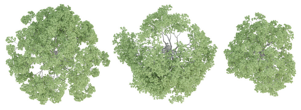 Top view of 3d quercus robur trees on transparent background, png plant illustration.