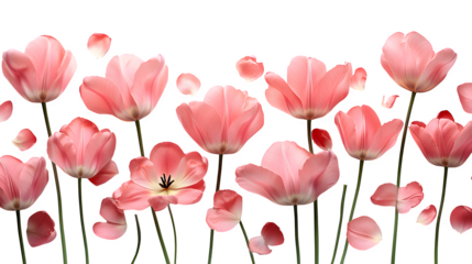 Pink tulip petals scattered in a semicircle shape, floating naturally, white background