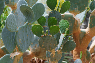 Close-up photo of a cute green Opuntia ficus-indica cactus