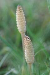 Closeup on a spore-bearing shoot of the Common field horsetail Equisetum arvense in the spring.