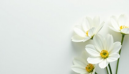 Close-up shot of pristine white flowers on stark white backdrop, vibrant, pretty