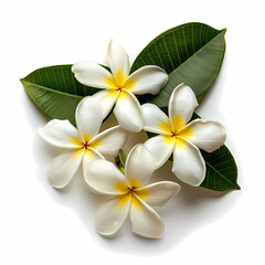 Obraz premium Tropical frangipani blooms with lush green leaves symbolize serenity and grace on white backdrop