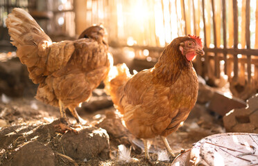 organic chicken industry, countryside, farms, food, eco farming.
