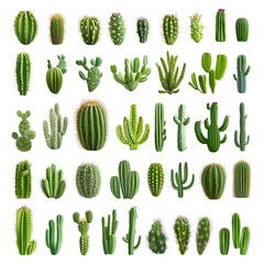 collection Set of different mixed cactus png
