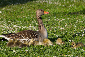 greylag goose with its goslings resting on the green grass
