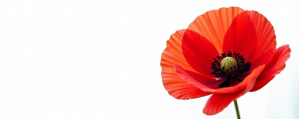 Obraz premium Vibrant red poppy flower close-up on white background, flower, bloom, vibrant