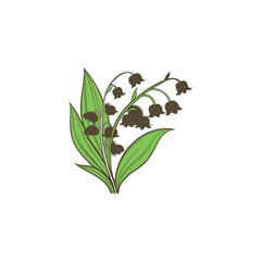 green plant isolated on white