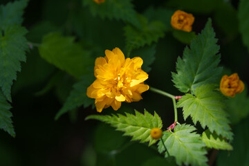 Close-up photo of orange Kerria flowers blooming in spring