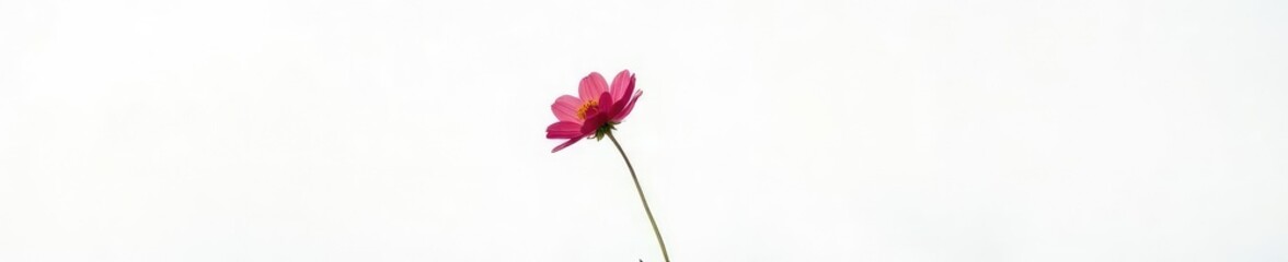 A single flower in full bloom against a stark white background, nature, pure, minimalism