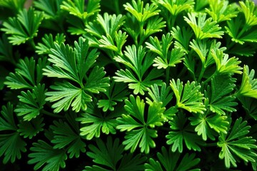 Naklejka premium Dense cluster of parsley, creating a textured, repeating motif , nature, botanical