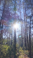 A beautiful, sunny day in a pine forest. A ray of sunlight shines through the trees. Vertical image.